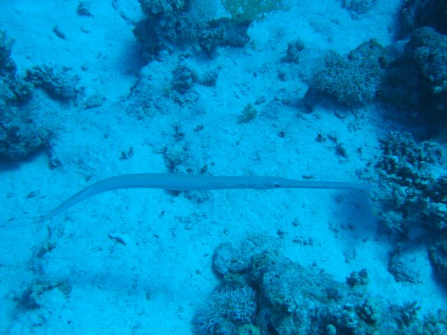 IMG_6850.JPG