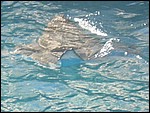 IMG_6933.JPG
