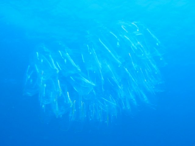 IMG_9432.JPG