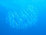 IMG_9432.JPG