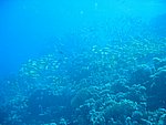 IMG_9795.JPG