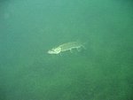 IMG_0260.JPG