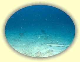 20111116_114 * 2143 x 1607 * (2.39MB)