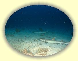 20111116_115 * 2488 x 1866 * (2.78MB)