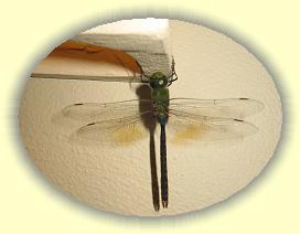 20111121_031 * 2283 x 1718 * (2.04MB)
