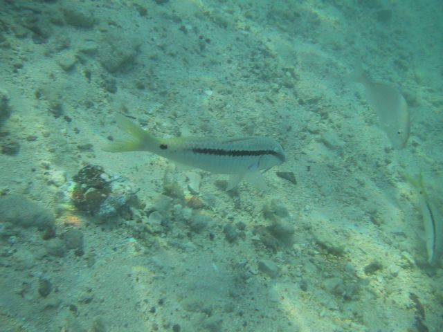 158-5896_IMG.JPG