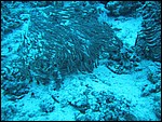 160-6003_IMG.JPG