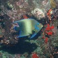 20171018-04Kaiserfisch