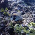 20171018-05Igelfisch