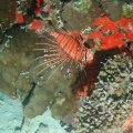 20171018-06Rotfeuerfisch