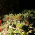 20171019-5Garnele