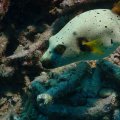 20171020-2Kugelfisch