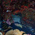 20171021-3Lobster