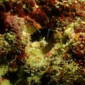 20171021-4Garnele