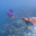 20171021-5SchildkrÃ¶teQualle
