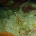 20171022-1Garnele