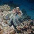 20171022-5Octopus