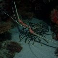 20171023-3Lobster