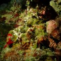 20171023-5Garnele