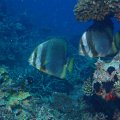 20171024-07Fledermausfisch