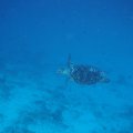 20171025-1SchildkrÃ¶te