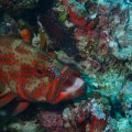 20171025-3JuwelenbarschGarnele