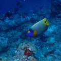 20171025-4Kaiserfisch