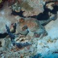 20171026-3Octopus