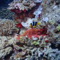 20171027-3RoteAnemone
