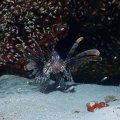 20171028-2Rotfeuerfisch