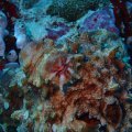 20171029-02Octopus