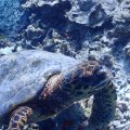 20171029-03SchildkrÃ¶te