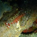 20171029-04Garnele