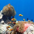 20171029-05Clownfische