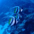 20171029-08Wimpelfische