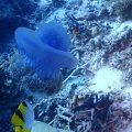 20171030-1Qualle