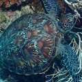 2018-10-12-02Schildkroete