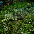 2018-10-14-08Krokodilfisch