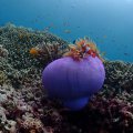 2018-10-14-09Anemone
