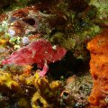 2018-10-16-01Schaukelfisch