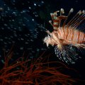 2018-10-16-02Rotfeuerfisch