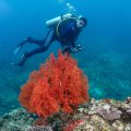 2018-10-16-03Andreafisch