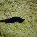 2018-10-16-04Schnecke