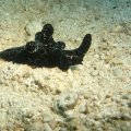 2018-10-16-06Schnecke