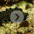 2018-10-16-09Schnecke