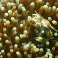 2018-10-17-03Porzelankrebs