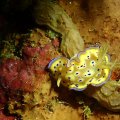 2018-10-17-08Schnecke