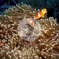 2018-10-18-17Clownfische