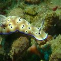 2018-10-20-04Schnecke