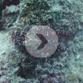 2018-10-21-18Octopus